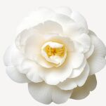 Acqua Di Parma Camelia Woda Perfumowana 100ml - 5