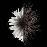 Givenchy l'Tertit intensive Eau de Parfum 50 ml - 3